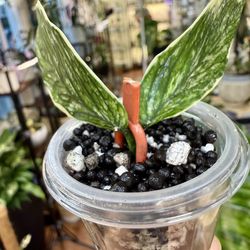 Hoya Polyneura ‘Jasminka’