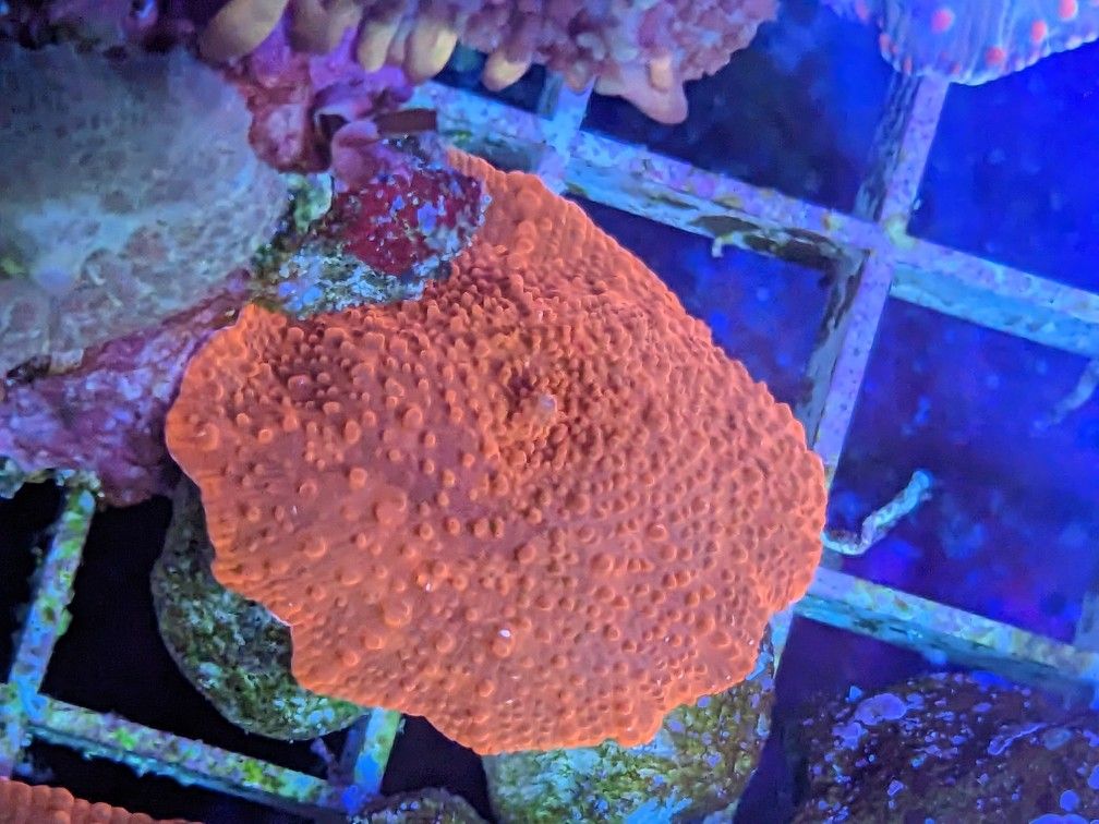 Red Discosoma Mushroom Coral Decorations