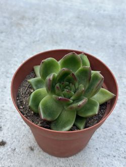 Echeveria agavoides red tip