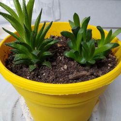 Two Types Of Succulents In Large Pot. Only Available Until End Of May