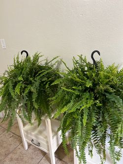 Ferns 40 each