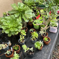 Succulents Plants Pots