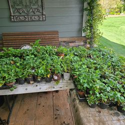 Strawberry plants