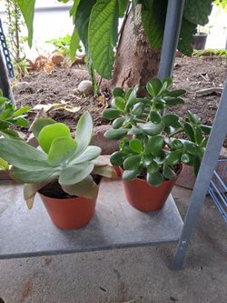 Succulents plants
