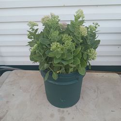Autumn joy sedum plant