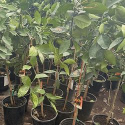Moro Blood Orange 🍊Trees 4F The Tall $55 Each Price Firm 