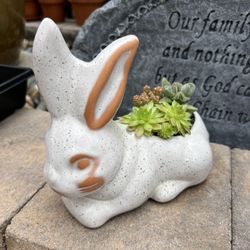 Mothers Day Succulent Bunny Planter (92126)