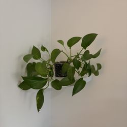 Marble Pothos (3in Pot)