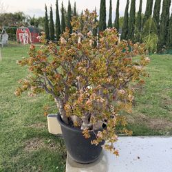 Large Jade Plant