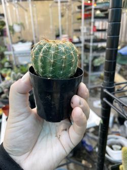 4 Oz Cactus