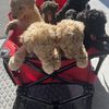 AKC Poodles Rehome