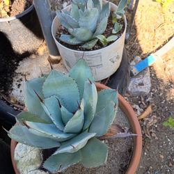 Maguey Pequeño