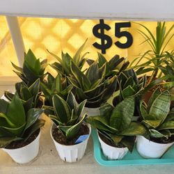 Snake Plants