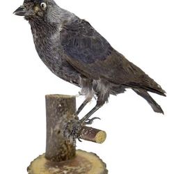 Taxidermy