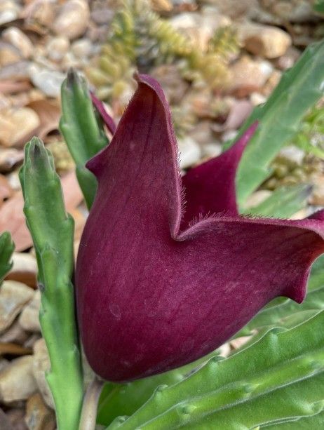 Black Bell Stapilia Teendertziae Succulent live plant