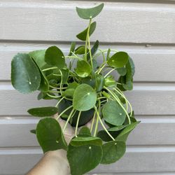 6” Pilea Money Plant