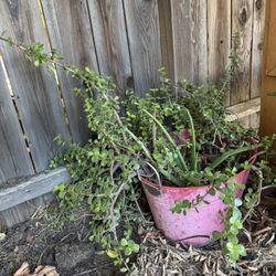 Bucket Full Of Succulents 