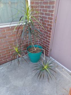 Large Dracaena marginata indoor plant