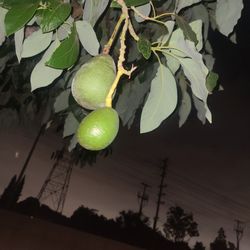 Fuerte Avocados $5 = 4 Avocados