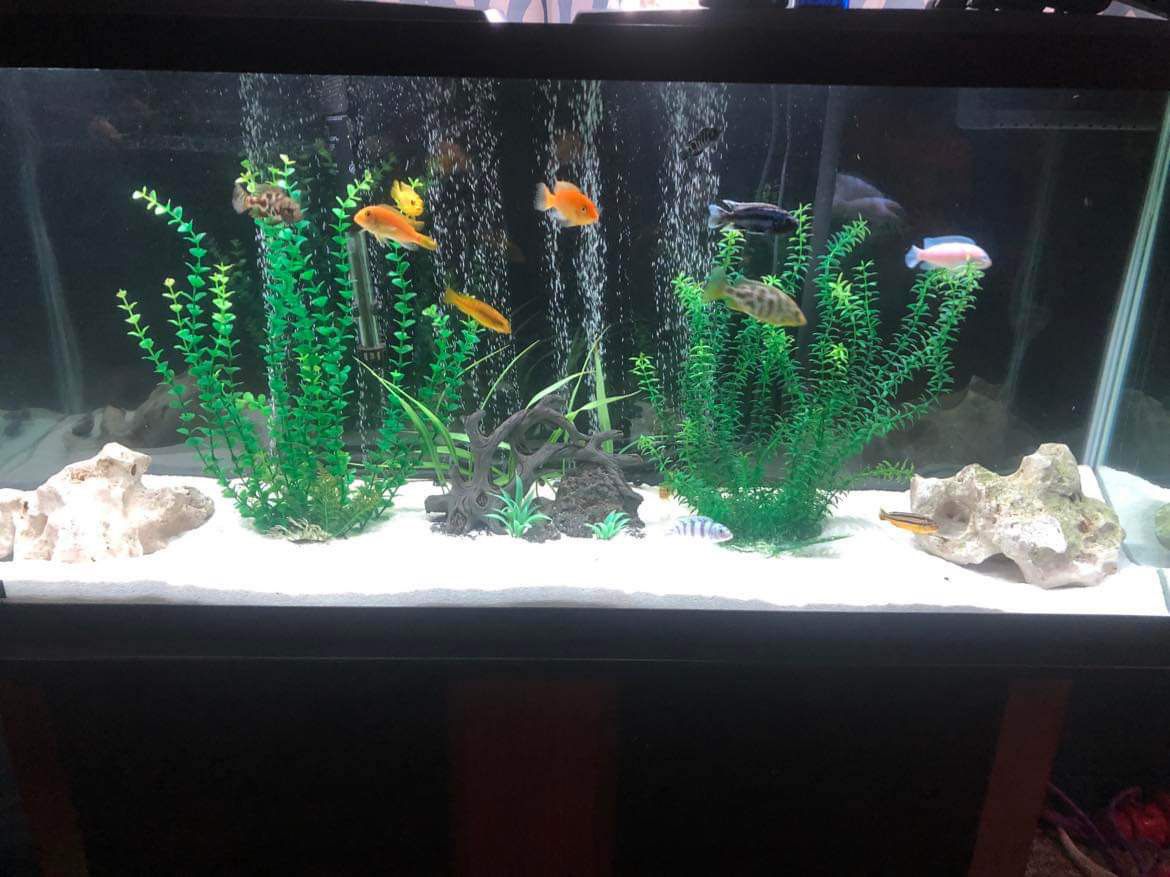 55 Gallon Tank With Stand 