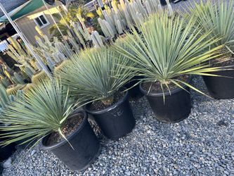 Yuca Rostrata In 15 Gallon Tubs $150 Each 