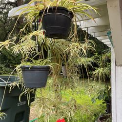 Hanging Spider Plants In A Pot Decorative 