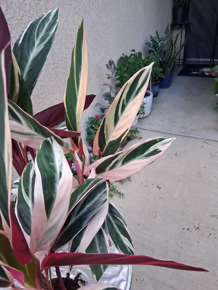 Stromanthe Triostar Plant $18
