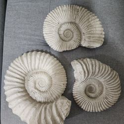Fossile ammonite Wall Decor 