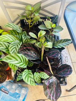 Small plants 8 each