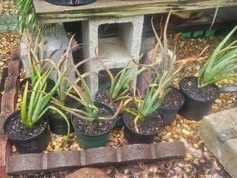 Aloe Plants