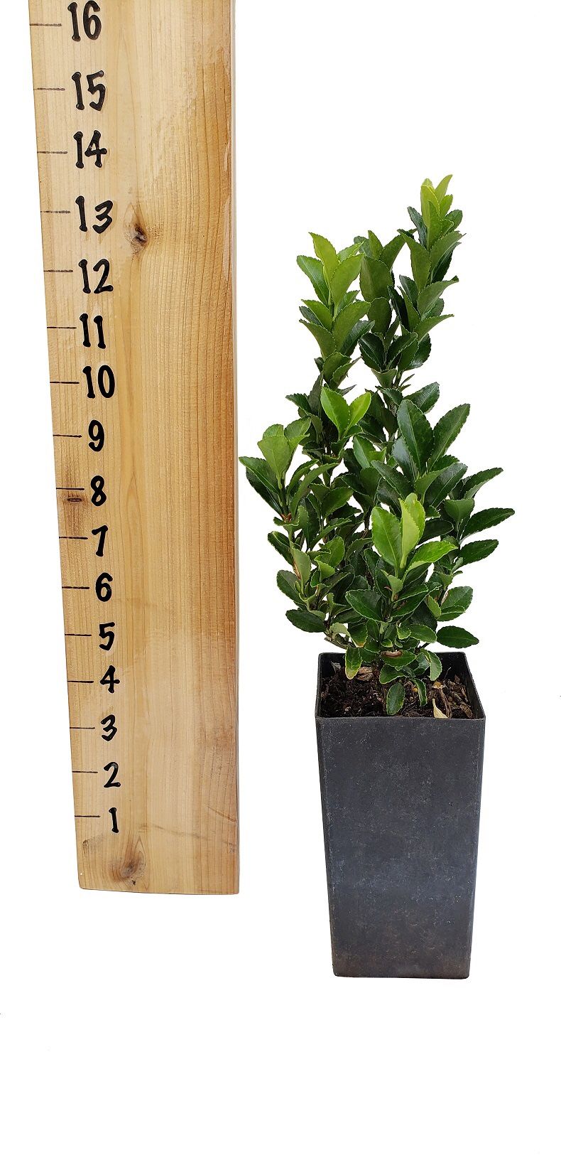 Wintergem Boxwood 