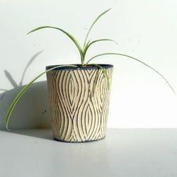 Variegated Spider Plant/ Indoor Plant/ House Plant/ Flower Patio Garden 