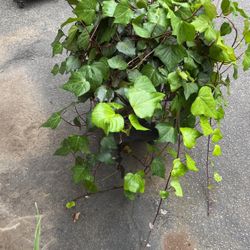 Ivy Plants In Large Pot Decorative Green Plant Ready To Plant 