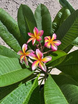 Candy stripe plumeria