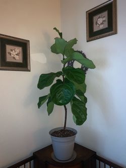 Plant bundle