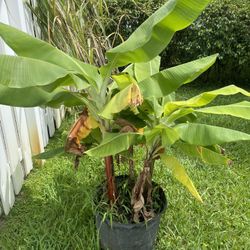 🍌 Banana Plant – $60 (Pembroke Pines)