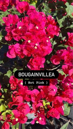 🌺 Hot Pink Bougainvillea