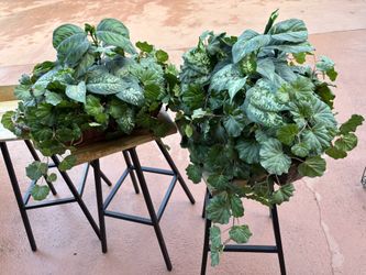 Basket With Green Plants