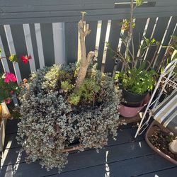 Bush Plant With Succulent