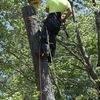 Vegas Landscaping&treeservice