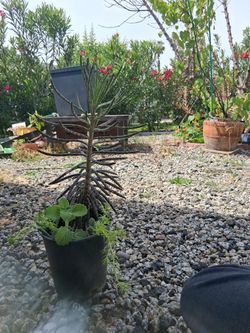 Succulent Plants