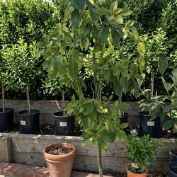 Grafted has small fruits  Hass Avocado Tree - 10 Feet Tall Enhance your landscape with this mature, 10-foot-tall Hass Avocado tree. This specimen is p