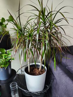 Planta Natural grande