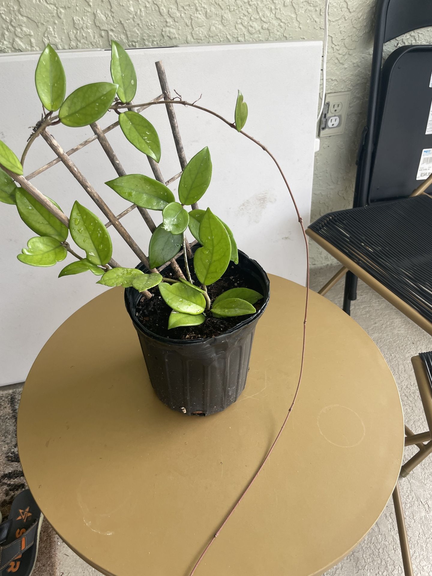 Hoya Plant 10$