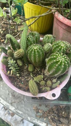 Mixed succulents
