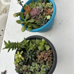 Succulent Arrangements 
