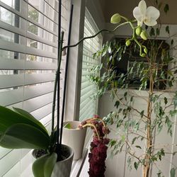 Orchid, Succulent + Ficus Benjamina