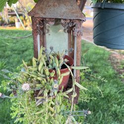 Planta Ansuelo Grande