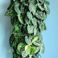 Lush Silver Satin Pothos Plant / House Plant/ Indoor Plant Flower Patio Garden 