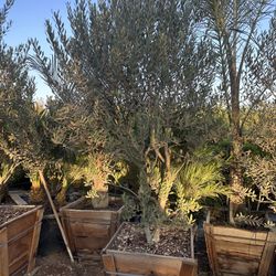 Wilsonii Fruitless Olive Tree 24”box 